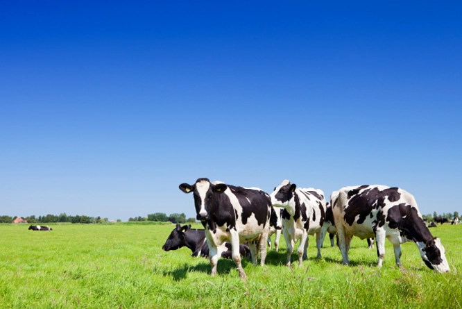 Herd of cows pasturing on a green field
        