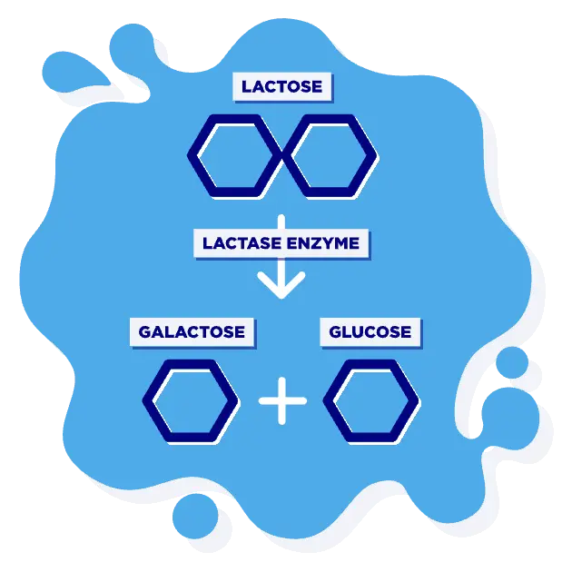 Icon representing lactase enzyme, featuring a stylized enzyme structure, commonly used to indicate products that aid in lactose digestion - Lactase enzymes break down lactose into glucose and galactose.