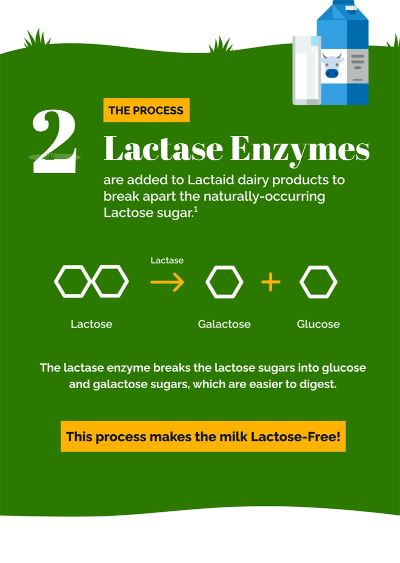 2. The Process: Lactase Enzymes are added to Lactaid dairy products to break apart the naturally-occurring Lactose sugar.