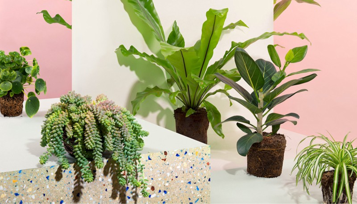 Sprinklr plants in front of a pink and white background