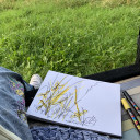 Grass Sketchbook