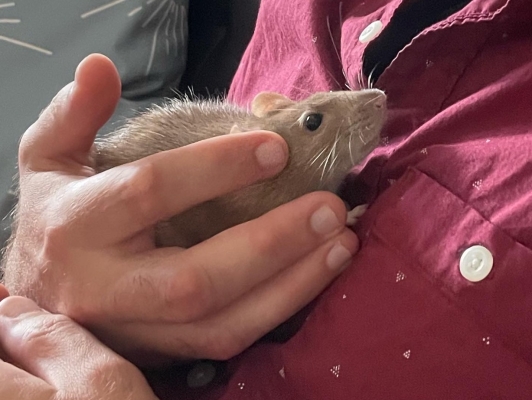 Phoebe the rat gets cuddles