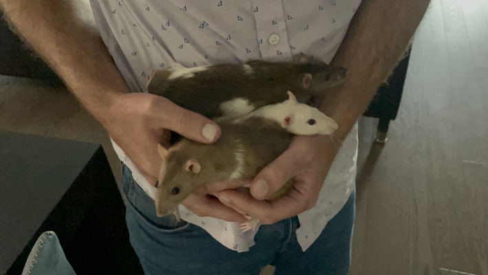 Pile 'o rats! Featuring Phoebe, Bunny, and Mookie