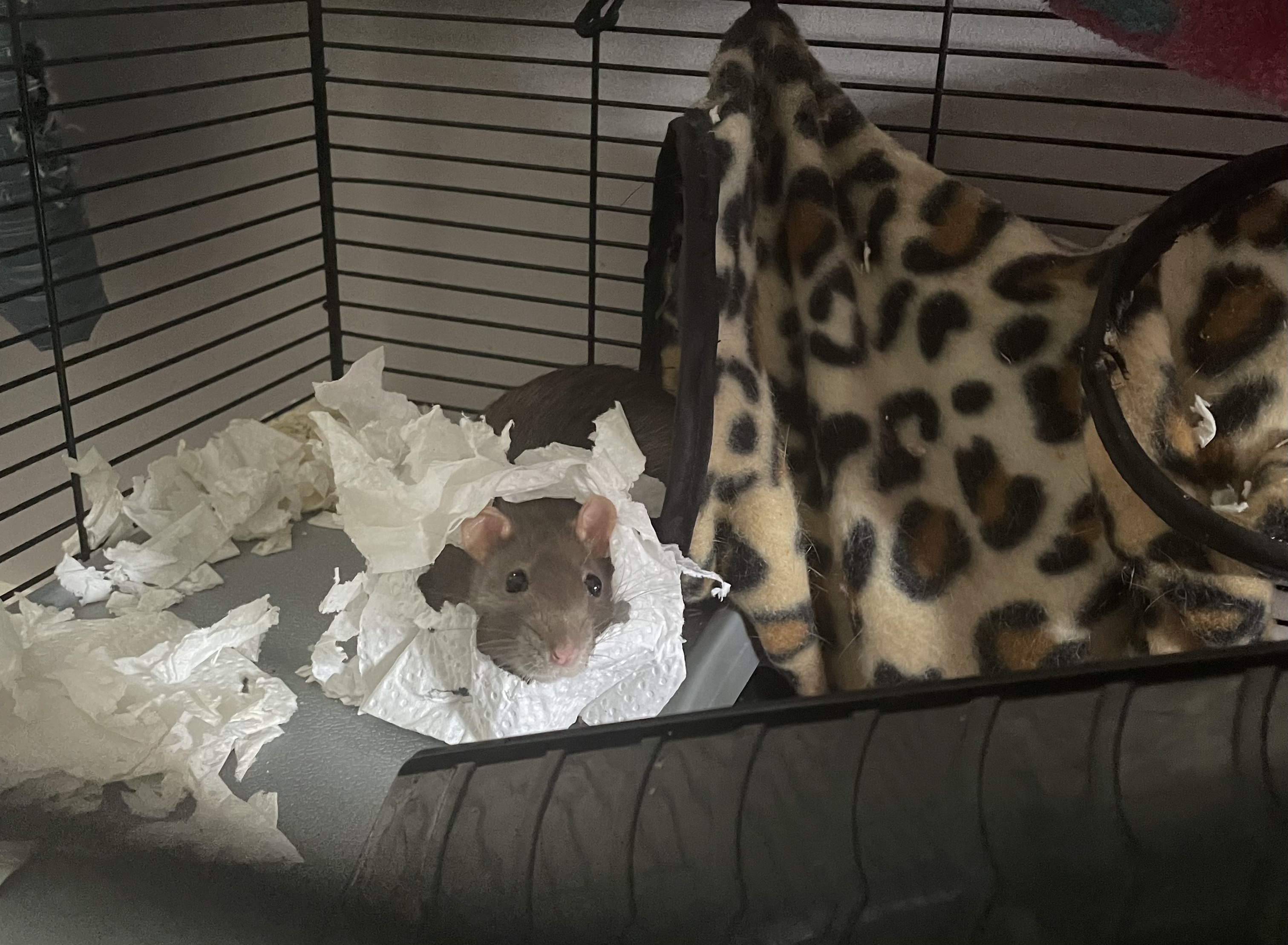Chrissy the rat with hear head poking out through a piece of paper towel