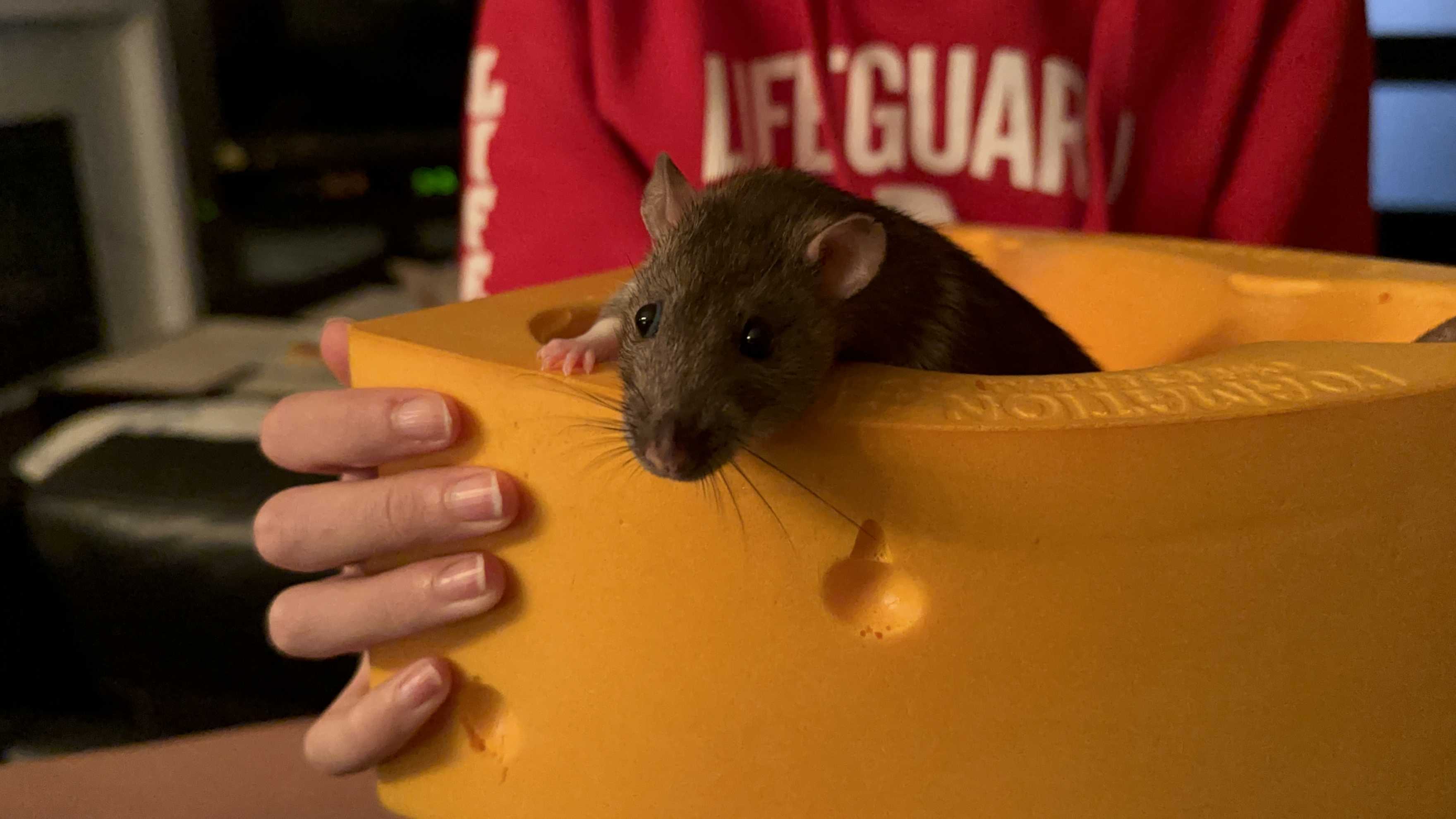 Mookie the rat in a Cheese Head Hat