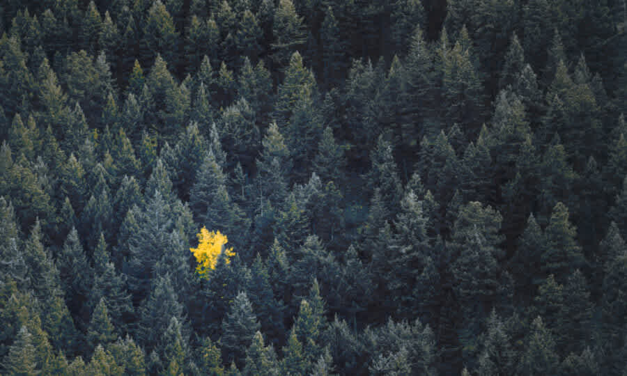 Announcing Correlations: The fastest way to investigate issues in distributed systems