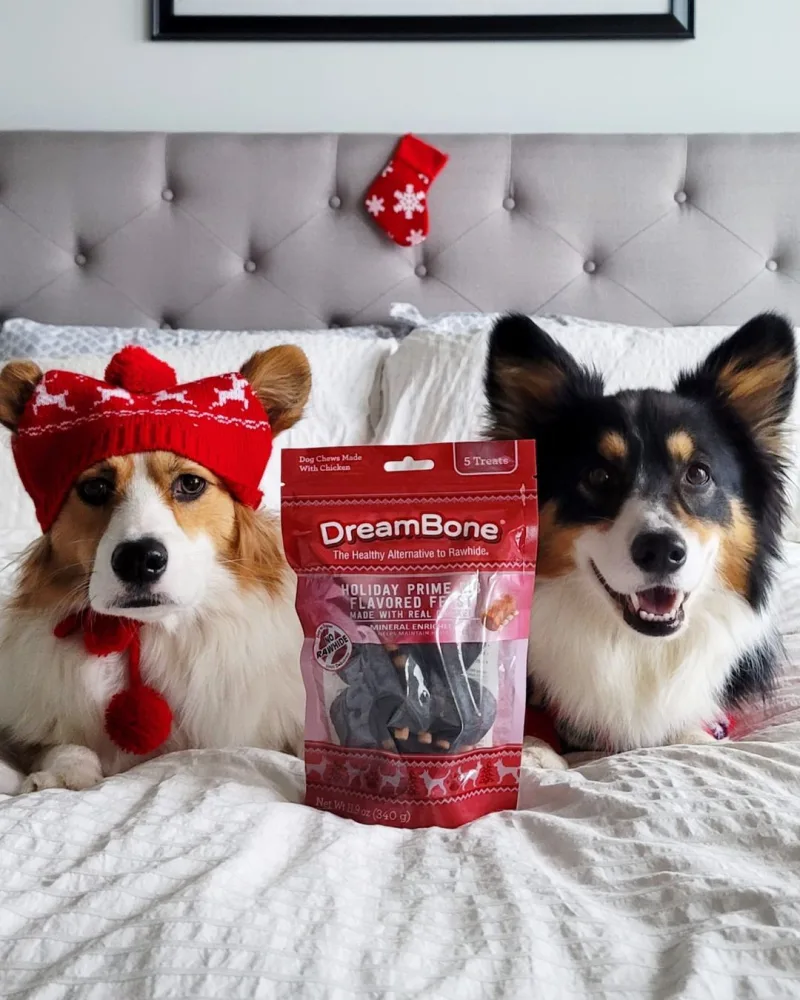 Two festive corgis lie on bed with a bag of DreamBone treats between them