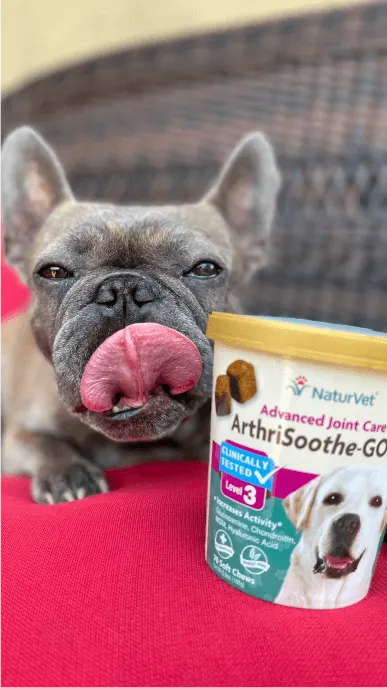 Grey french bulldog licks his lips next to jar of dog treats that help to soothe arthritic joints