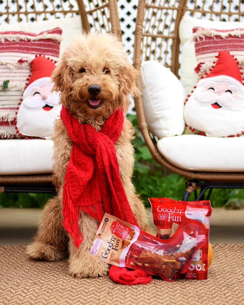 Creator Irenes dog Charlie outside in red scarf in front of holiday decor next to 2 packages of Good 'n' Fun dog chews