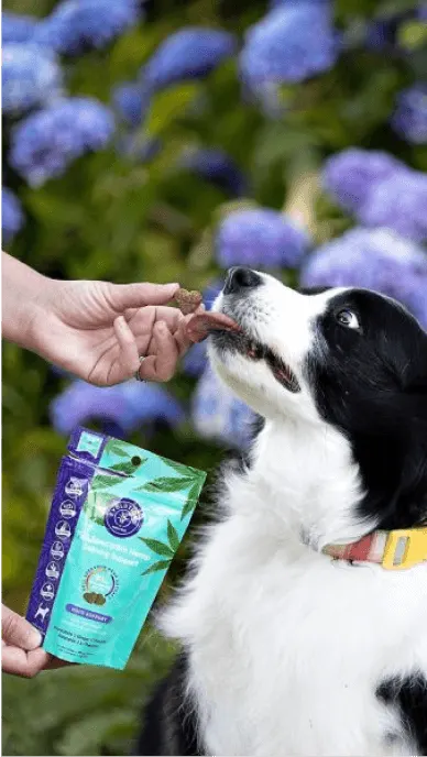 Border collie takes a heart shaped treat from his owner who holds a bag of calming dog treats