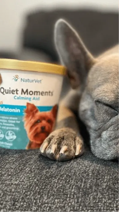 Grey french bulldog falls asleep next to a jar of calming dog treats