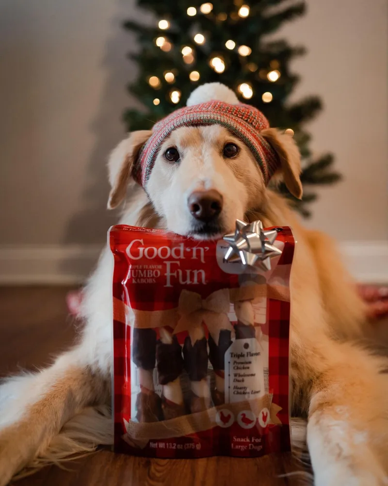 Creator Ally Cookes dog Frankie indoors in front of Christmas tree and behind a package of Good 'n' Fun dog chews