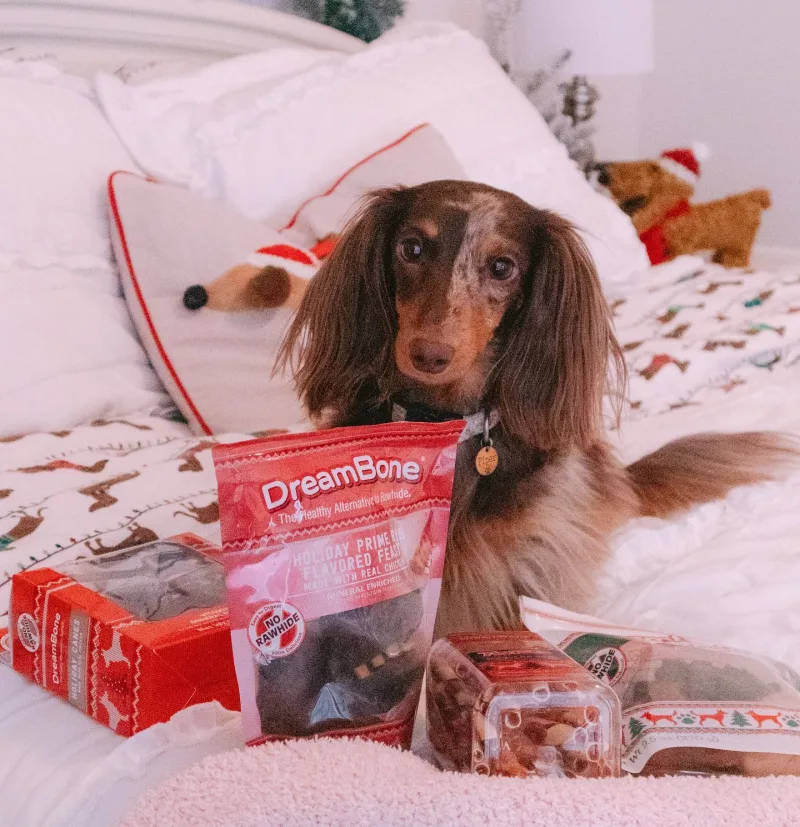 Long haired dachshund sits on bed next to DreamBone products