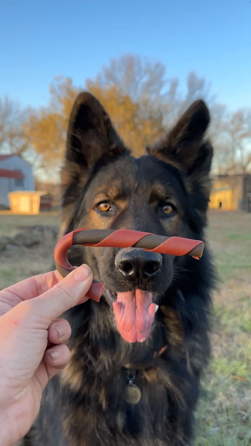 German shepherd poses with dog treat next to key campaign stats
