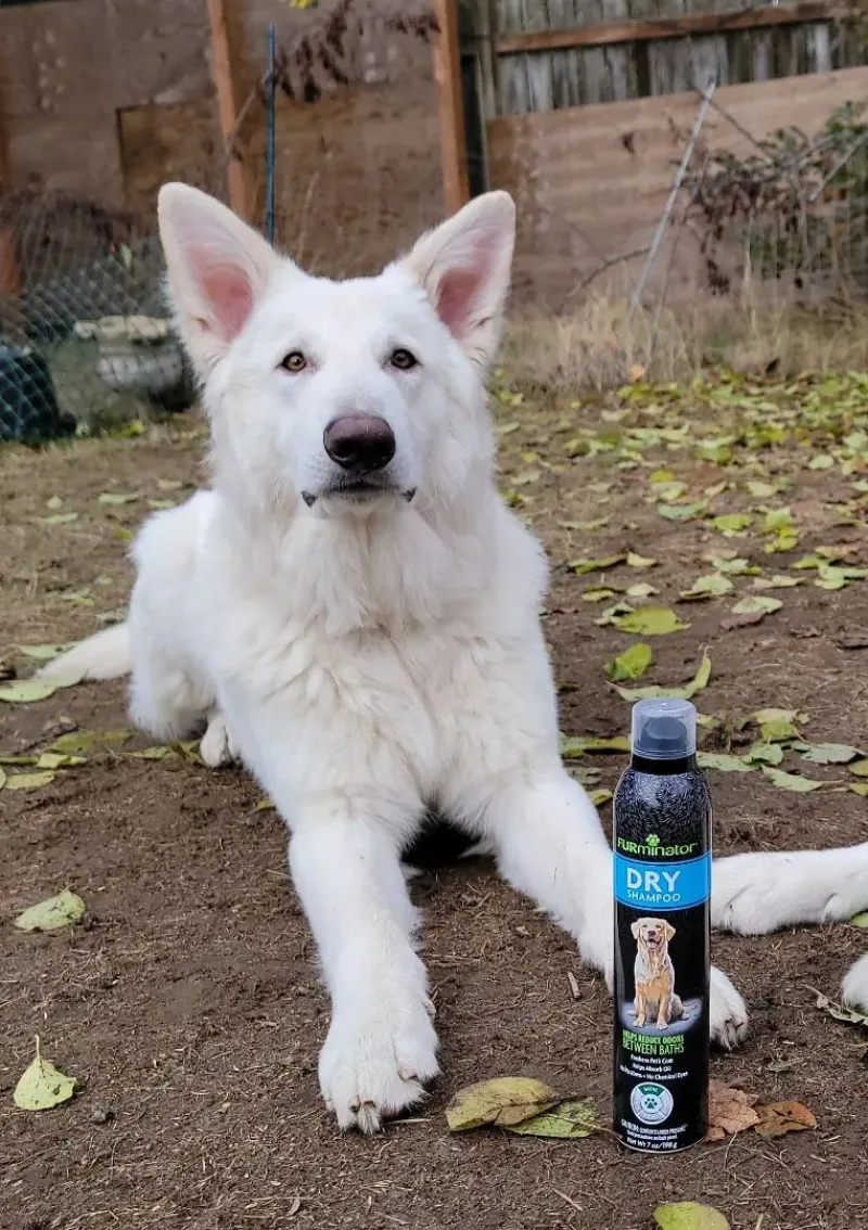 Large white dog lies on the ground outdoors next to Furminator product