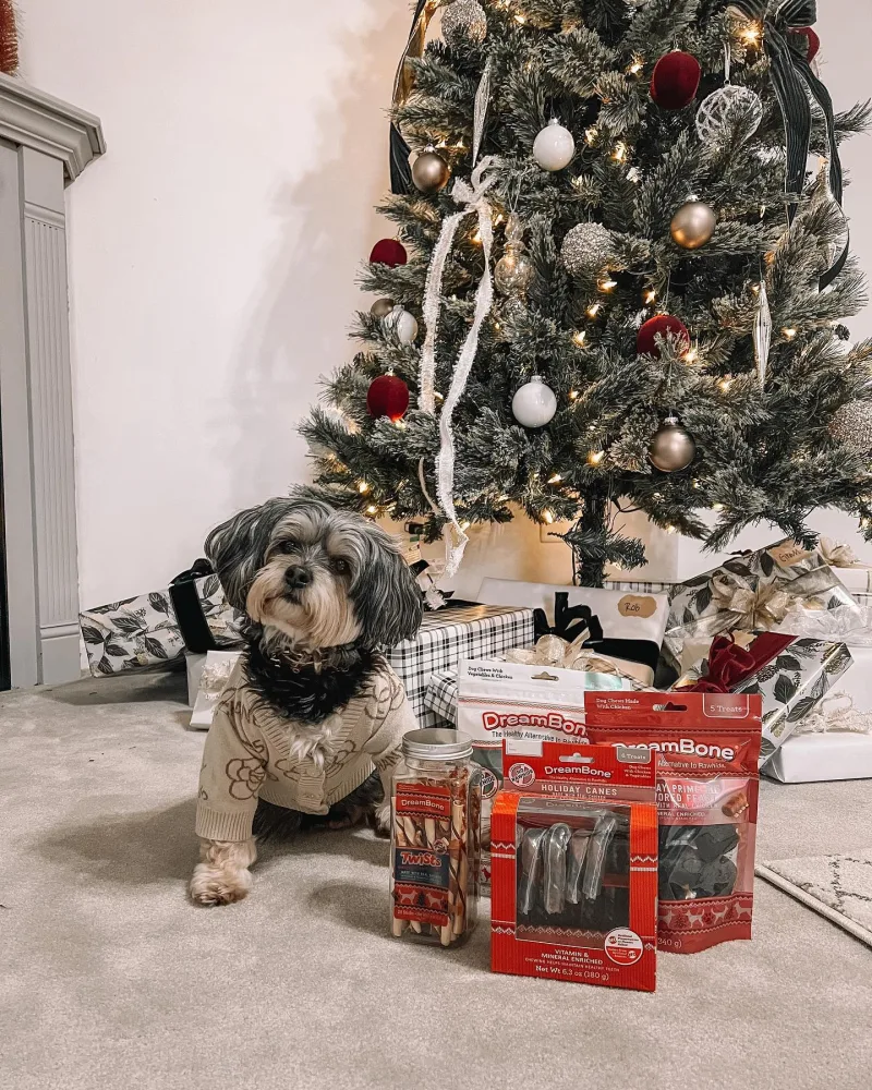 Small dog in Christmas sweater sits next to Christmas tree and DreamBone products
