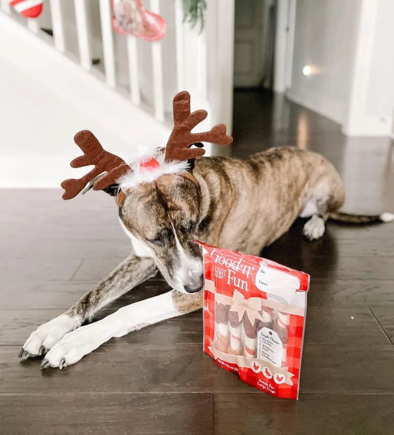 Creator Katherine Galls dog Calvin wearing reindeer antlers headband next to package of Good 'n' Fun dog chews
