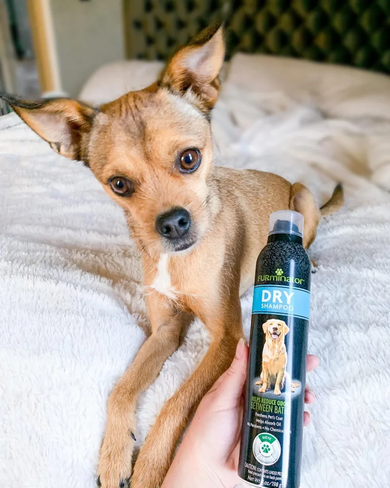 Curious dog poses on a bed next to Furminator product