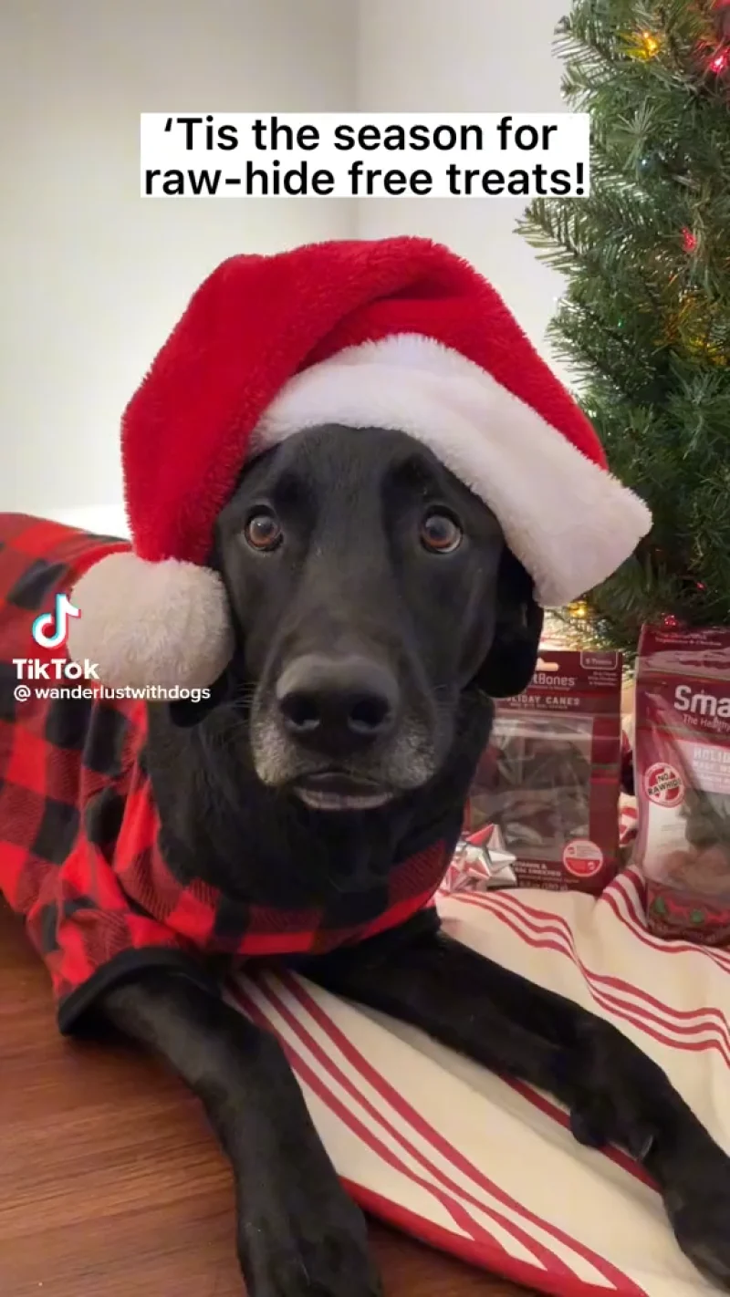 TikTok still of a lab in a Santa hat with the text Tis the reason for raw-hide free treats overlaying the video