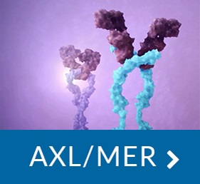 Small molecule inhibitor of AXL and MER