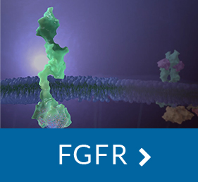 FGFR Inhibitors