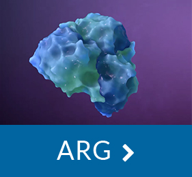 Selective arginase inhibitor