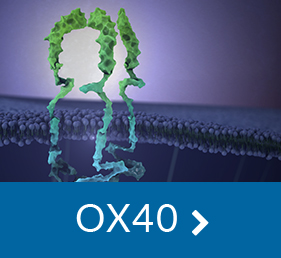 OX40 Agonist Antibodies