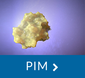 Pan-inhibitor of PIM kinases