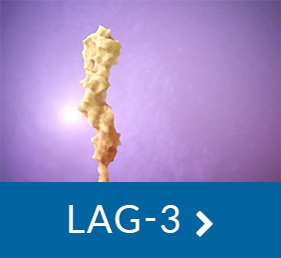 LAG-3 molecule