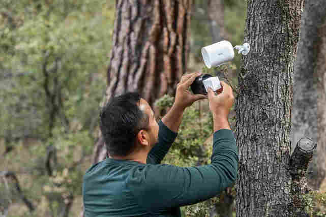 Mies vaihtaa akkua Arlon valvontakameraan, joka on kiinnitetty puuhun. Valvontakamera toimii langattomasti, koska sen sisällä on 4G-liittymän sim-kortti.