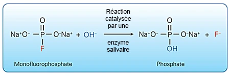 Figure 7. Activation enzymatique du MFPS.