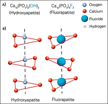 Mechanism of Action of Fluoride - Figure 1