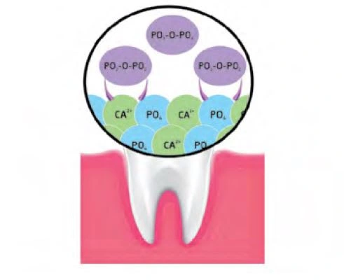 Binding of pyrophosphates to calcium hydroxyapatite at the tooth surface