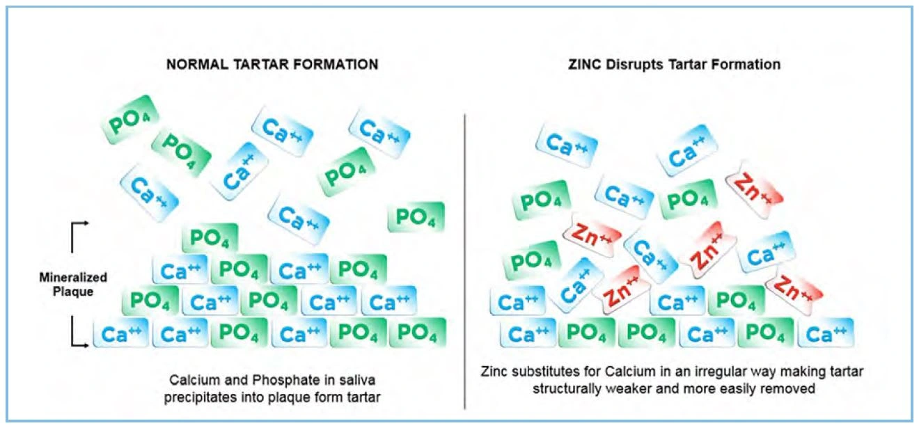 Mechanism of action of zinc

