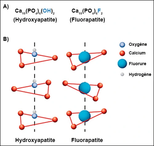 Figure 3. Formation de fluorapatite.