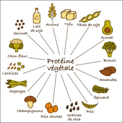 La figure 4 est une illustration d’une variété de sources de protéines végétaliennes