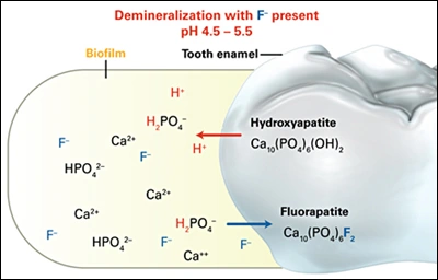 Mechanism of Action of Fluoride - Figure 2