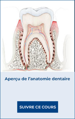 [FR] - Generic Page - Penny Hatzlmanolakis – Peri-Implant Maintence - Image Layout 3 - Image Item 2