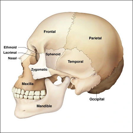 Structure des os de la face - Figure 1