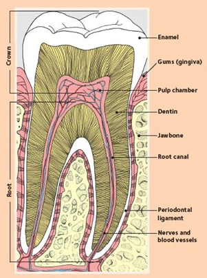 La cariogenèse - Figure 1