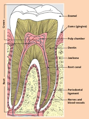 The Caries Process - Figure 1