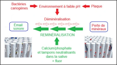 Le fluor améliore considérablement le processus naturel de reminéralisation.

