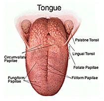 Tongue - Dorsal Surface