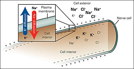 Nerve Depolarization Agents - Figure 1