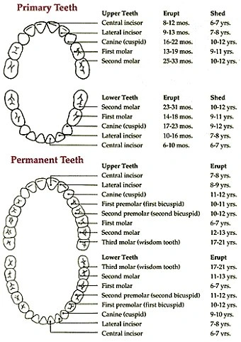 Tooth Eruption Charts

