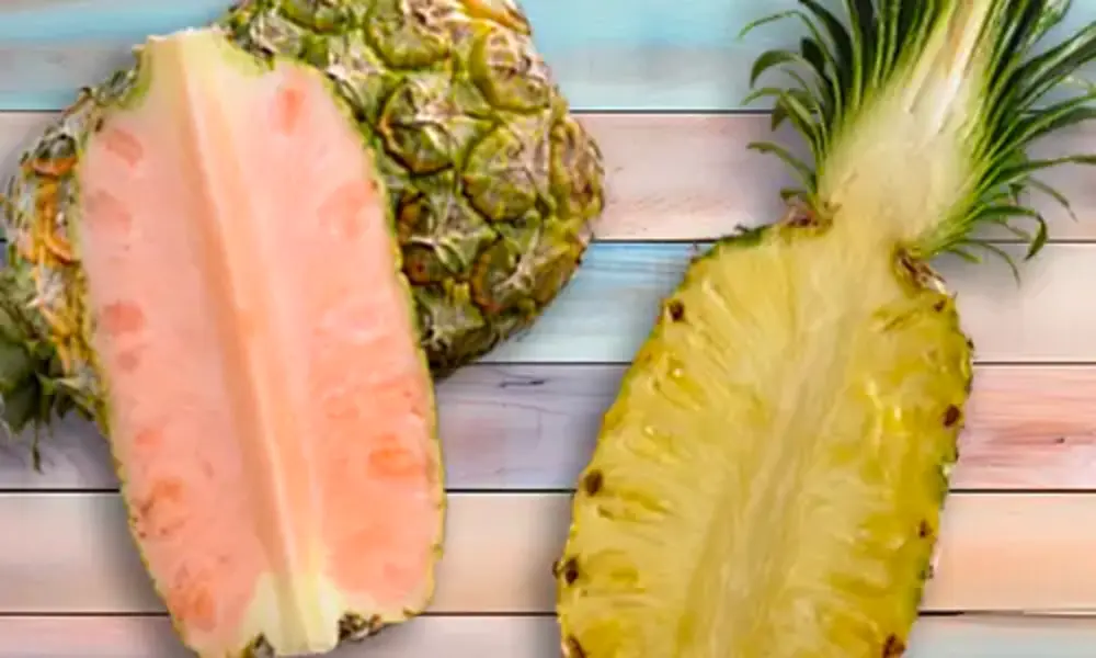 PDP Story / Pineapples - 2025