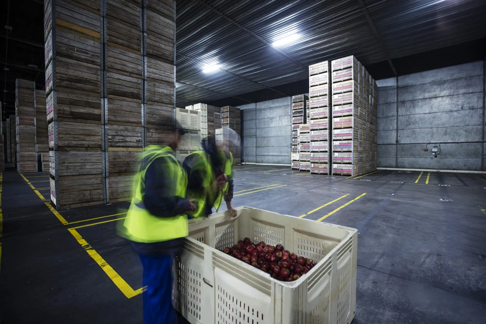 two-workers-inspecting-apple