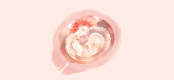 embryoimage-week13-700_no_text