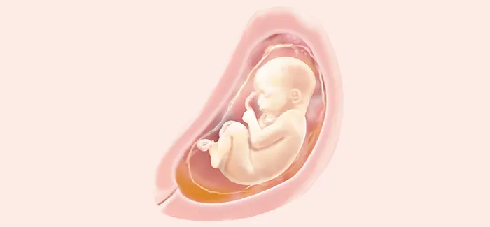 embryoimage-week28-700_no_text embryoimage-week28-700_no_text