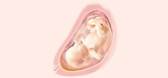 embryoimage-week31-700_no_text